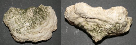 Hylotragos_patella_kl_1.jpg Hylotragos_patella_kl_1.jpg