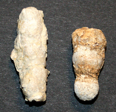 Peronidella_radiciformis_kl_1.jpg Peronidella_radiciformis_kl_1.jpg