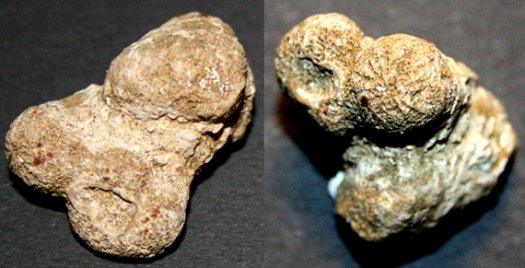 Stellispongia_glomerata_kl_1_1.jpg Stellispongia_glomerata_kl_1_1.jpg