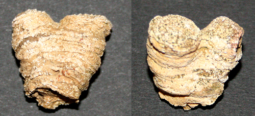 Stellispongia_semicincta_k_1.jpg Stellispongia_semicincta_k_1.jpg
