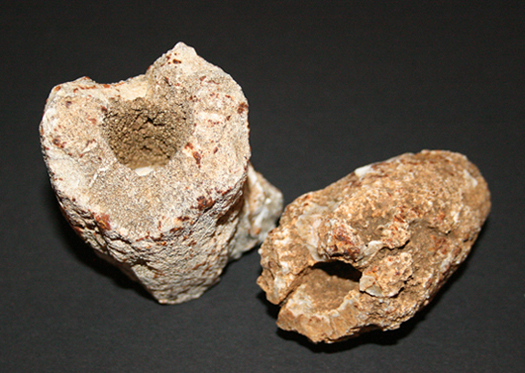 Tremadictyon_reticulatum_kl_1_1.jpg Tremadictyon_reticulatum_kl_1_1.jpg