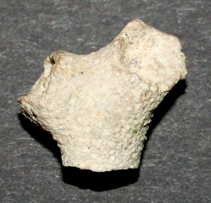 Verrucocoelia_bipartita_kl_1.jpg Verrucocoelia_bipartita_kl_1.jpg