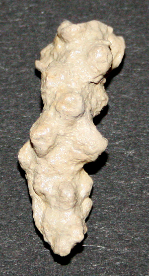 Verrucocoelia_gregaria_kl_1.jpg Verrucocoelia_gregaria_kl_1.jpg