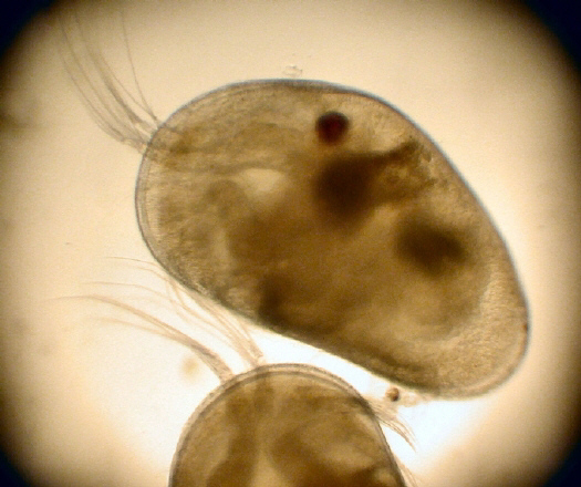 Muschelkrebs_01_a.jpg Muschelkrebs_01_a.jpg