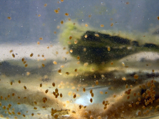 Muschelkrebs_02_ab.jpg Muschelkrebs_02_ab.jpg