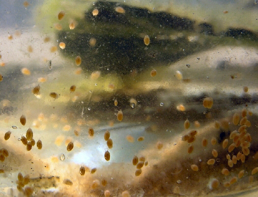 Muschelkrebs_03_ab.jpg Muschelkrebs_03_ab.jpg