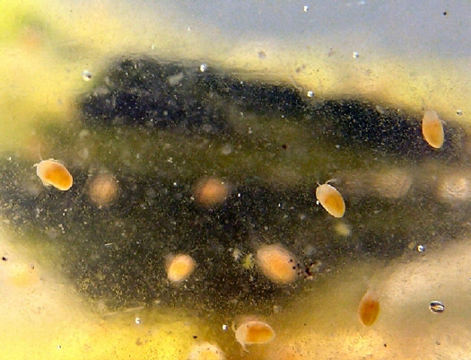 Muschelkrebs_04_ab.jpg Muschelkrebs_04_ab.jpg