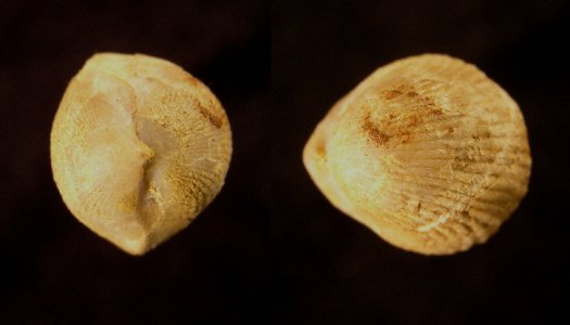 PuTu_Brachio_01a.jpg PuTu_Brachio_01a.jpg