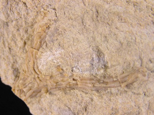 PuTu_Bryozoenkolonie_01a.jpg