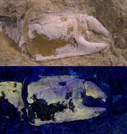 PuTu_Callianassa_UV_langwellig_01a.jpg PuTu_Callianassa_UV_langwellig_01a.jpg
