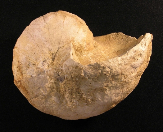 PuTu_Cymatoceras_01a.jpg PuTu_Cymatoceras_01a.jpg