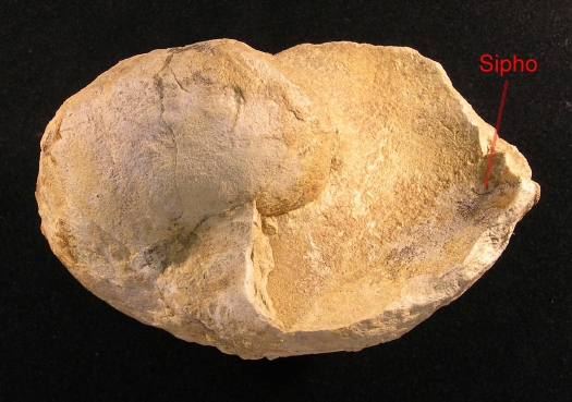 PuTu_Cymatoceras_02a.jpg PuTu_Cymatoceras_02a.jpg
