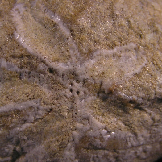 PuTu_Hemiaster_Schalenreste_01a.jpg PuTu_Hemiaster_Schalenreste_01a.jpg