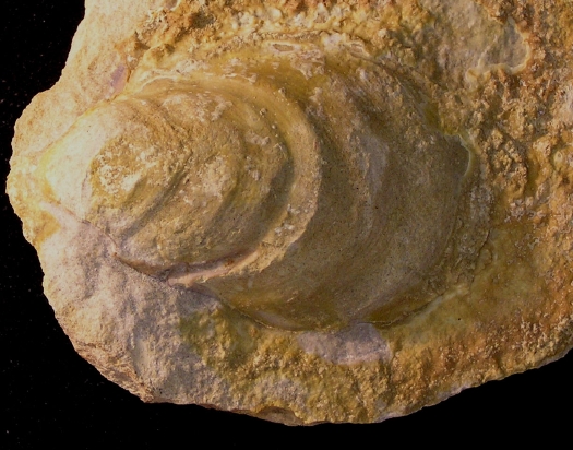 PuTu_Inoceramus_01a.jpg PuTu_Inoceramus_01a.jpg