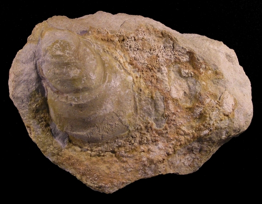 PuTu_Inoceramus_02a.jpg PuTu_Inoceramus_02a.jpg