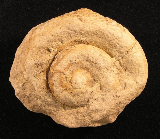 PuTu_Leptomaria_01a.jpg PuTu_Leptomaria_01a.jpg