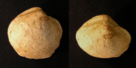 PuTu_Muschelsteinkern_01a.jpg PuTu_Muschelsteinkern_01a.jpg