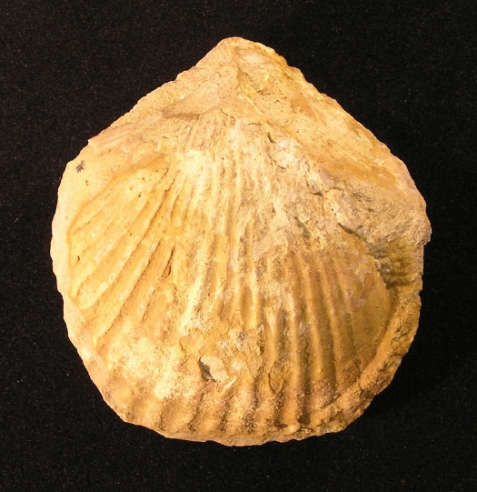 PuTu_Muschelsteinkern_02a.jpg PuTu_Muschelsteinkern_02a.jpg