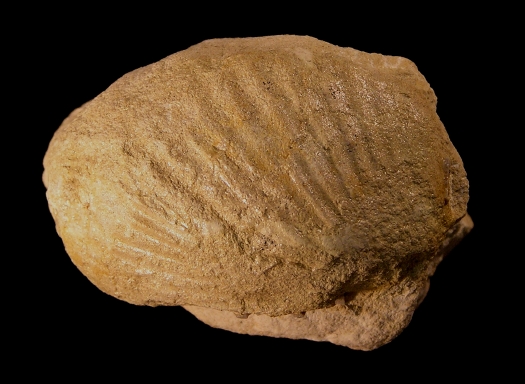 PuTu_Muschelsteinkern_Pterotrigonia_01.jpg PuTu_Muschelsteinkern_Pterotrigonia_01.jpg