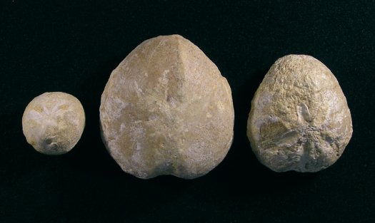 PuTu_Seeigel_01a.jpg PuTu_Seeigel_01a.jpg