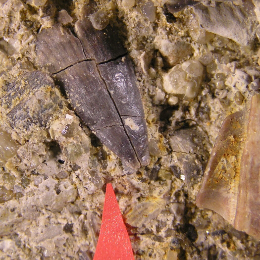 Frutti_di_Mare_Detail_Haizahn1__01a.jpg Frutti_di_Mare_Detail_Haizahn1__01a.jpg