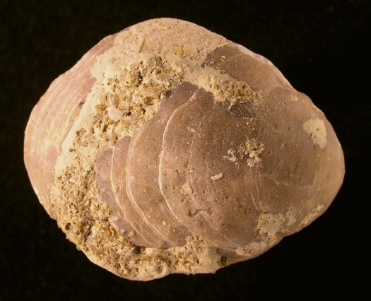 Muschel_01a.jpg Muschel_01a.jpg