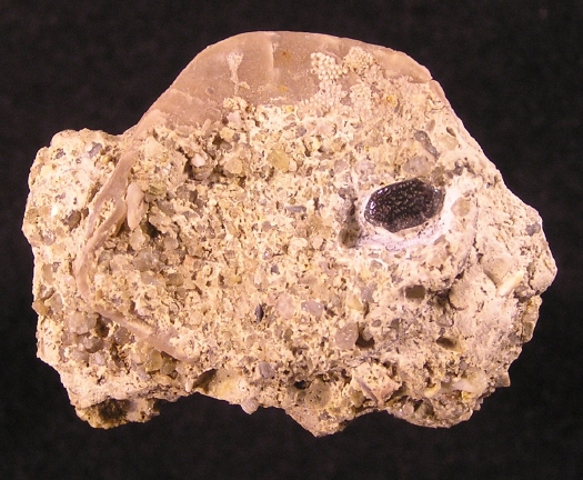 Muschel_Schutt_Fischzahn_01a.jpg Muschel_Schutt_Fischzahn_01a.jpg