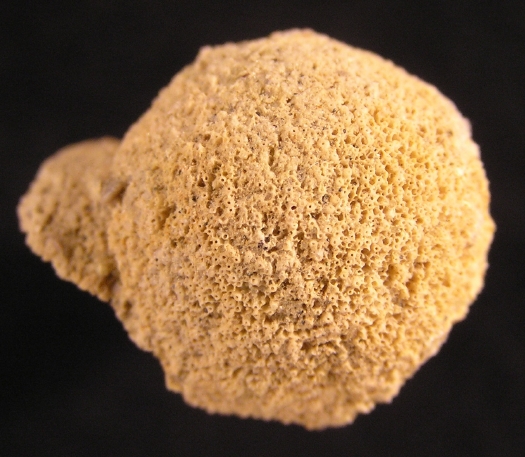 Schw_auml_mmchen_01a.jpg Schw_auml_mmchen_01a.jpg