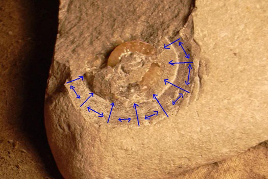 Promicroceras_feinpraep_blau_Nicosts.jpg Promicroceras_feinpraep_blau_Nicosts.jpg