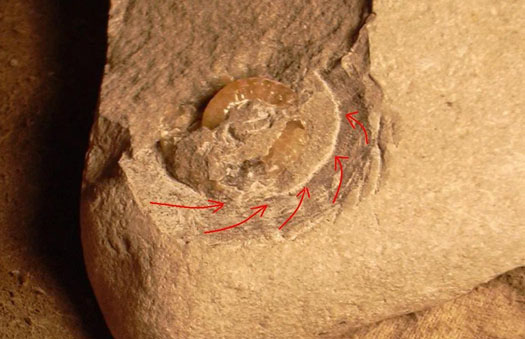 Promicroceras_vorpraep_rot_Nicost.jpg Promicroceras_vorpraep_rot_Nicost.jpg