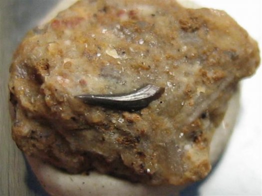Armin_Zahn_Ehenfeld_Lias_gamma.jpg Armin_Zahn_Ehenfeld_Lias_gamma.jpg
