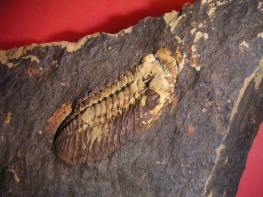 Mirco_alias_Ems_Trilobit_2.jpg Mirco_alias_Ems_Trilobit_2.jpg