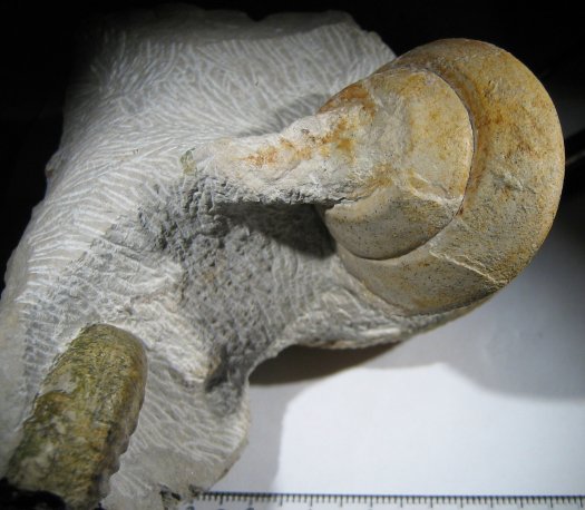 Pyrgotrochus_speziosus.jpg Pyrgotrochus_speziosus.jpg