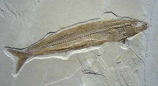 Allothrissops_salmoneus.jpg Allothrissops_salmoneus.jpg