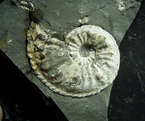 Amaltheus_gibbosus.jpg Amaltheus_gibbosus.jpg