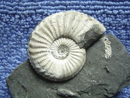 Pleuroceras3___Buttenheim.jpg Pleuroceras3___Buttenheim.jpg