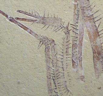 aegerdetail.jpg aegerdetail.jpg