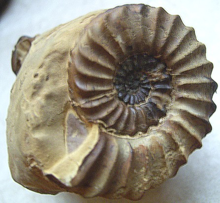 pleuro_kalchreuth3.jpg pleuro_kalchreuth3.jpg