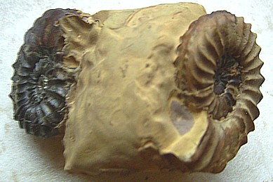 pleuro_kalchreuth4.jpg pleuro_kalchreuth4.jpg