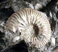 Foto11__Kosmoceras_jason__Wolin.jpg Foto11__Kosmoceras_jason__Wolin.jpg