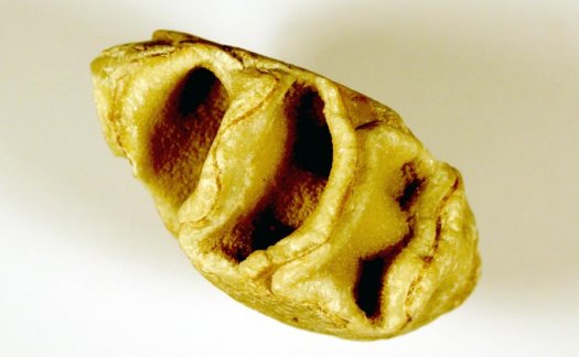 Foto1a__Ceratites_sp..jpg Foto1a__Ceratites_sp..jpg