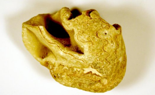 Foto1b__Ceratites_sp..jpg Foto1b__Ceratites_sp..jpg