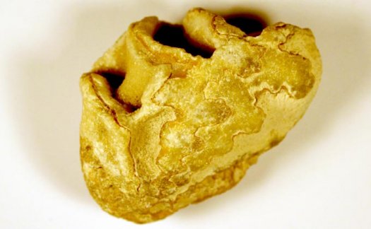Foto1c__Ceratites_sp..jpg Foto1c__Ceratites_sp..jpg