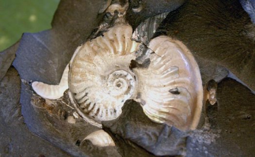 Foto2_Eleganticeras_elegantulum__Grimmen.jpg Foto2_Eleganticeras_elegantulum__Grimmen.jpg