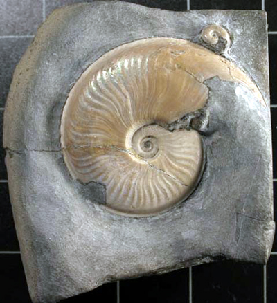 Foto5_Eleganticeras_elegantulum__Grimmen.jpg Foto5_Eleganticeras_elegantulum__Grimmen.jpg