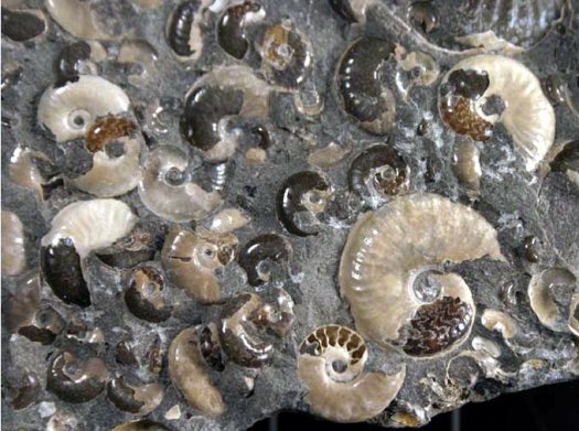 Foto7_Eleganticeras_elegantulum__Grimmen.jpg Foto7_Eleganticeras_elegantulum__Grimmen.jpg