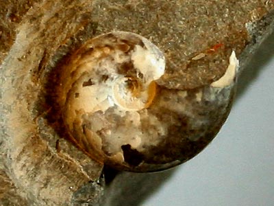 Foto9__Phylloceras_sp._Gro__223__Roge.jpg Foto9__Phylloceras_sp._Gro__223__Roge.jpg