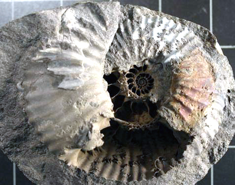 Foto_12b_Acanthohoplithes_hannoverensis__Pritzier.jpg Foto_12b_Acanthohoplithes_hannoverensis__Pritzier.jpg