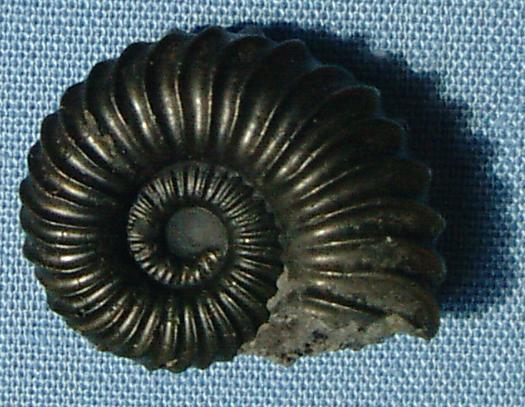 schlotheimia-angulata_1.JPG schlotheimia-angulata_1.JPG