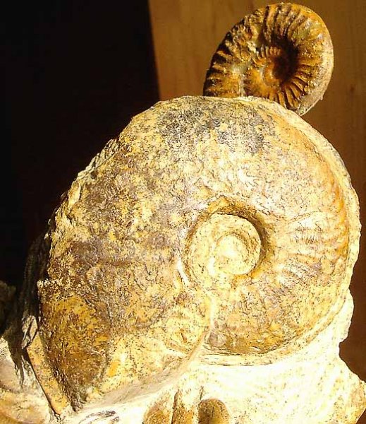 feuguerolles_grammostufe3.jpg feuguerolles_grammostufe3.jpg